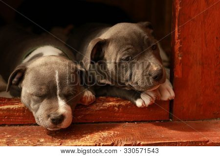 Cute Young 6 Week Old Staffordshire Terrior Pups Playing In Their Family Backyard, Sleeping And Rest