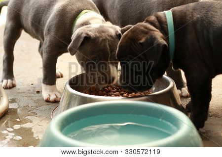 Cute Young 6 Week Old Staffordshire Terrior Pups Playing In Their Family Backyard, Eating From Their