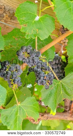 Vertical Focus On Clusters Of Dark Blue Grapes Growing At A Vinyard On A Sunny Day