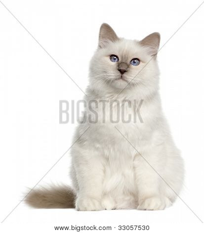 Portrait of Birman cat, 6 months old, sitting in front of white background