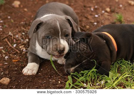 Cute Young 6 Week Old Staffordshire Terrior Pups Playing In Their Family Backyard, Having Fun With T