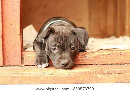 Cute Young 6 Week Old Staffordshire Terrior Pups Playing In Their Family Backyard, Having Fun With T