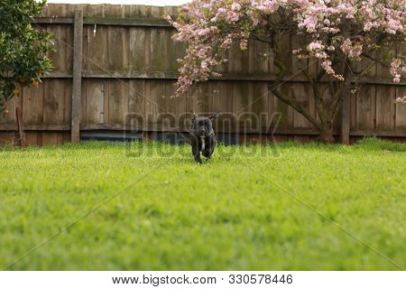 Cute Young 6 Week Old Staffordshire Terrior Pups Playing In Their Family Backyard, Having Fun With T