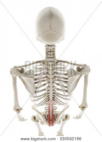 3d rendered medically accurate illustration of the multifidus