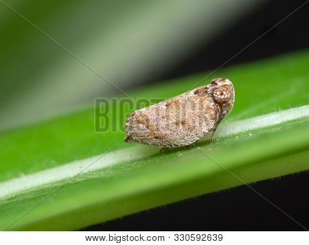 Macro Photography Of Planthopper On Green Leaf