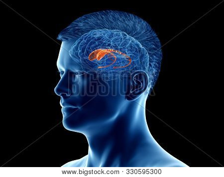 3d rendered medically accurate illustration of the brain anatomy - the caudate nucleus