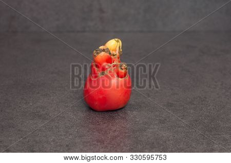 Ugly Ripe Tomato On Grey Background. Copy Space