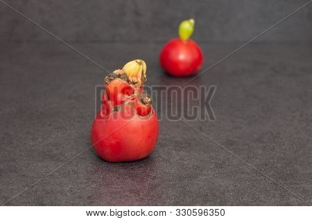 Close-up Ugly Ripe Red Tomato On Grey Background.