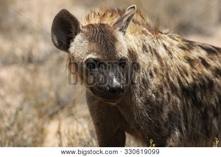 Spotted Hyena (crocuta Crocuta) Walking On Patrol In The Kalahari Desert. Dry Grass And Red Sand In 