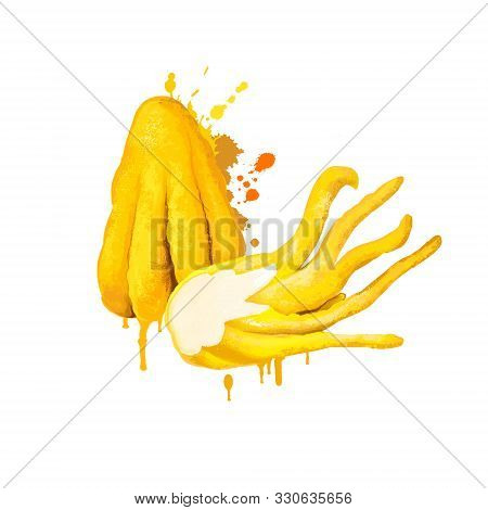 Fingered Citron. Citrus Medica. Buddhas Hand. Botanical