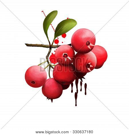 Mayhaw Isolated On White. Crataegus Aestivalis, Known As The Eastern Mayhaw, Shrub Or Small Tree. Us