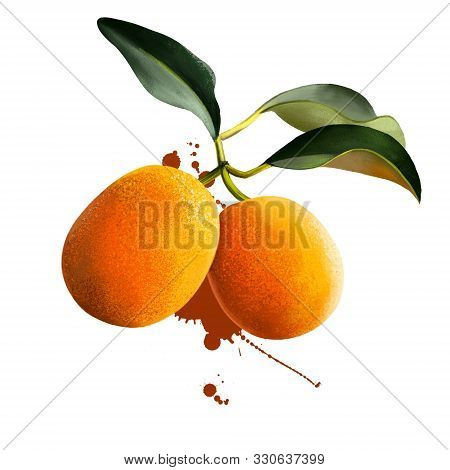 Meiwa Kumquat Isolated On White. Kumquats, Cumquats Small Fruit-bearing Tree In Flowering Plant Fami