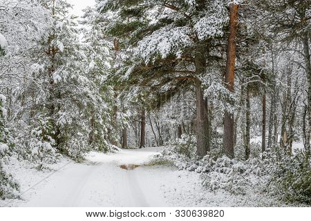 Pine Forest With Trees Covered With Snow After First Snowfall