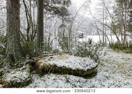Abandoned Barn In The Pine Forest With Trees Covered With Snow After First Snowfall