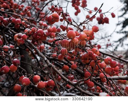 Branches Of A Chinese Apple Tree Or Siberian Crab With Tiny Red Apples Powdered With Snow On A Cloud
