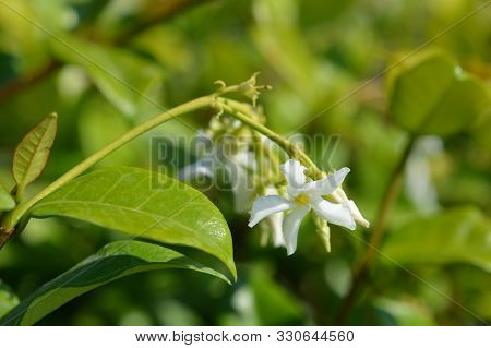Star Jasmine - Latin Name - Trachelospermum Jasminoides