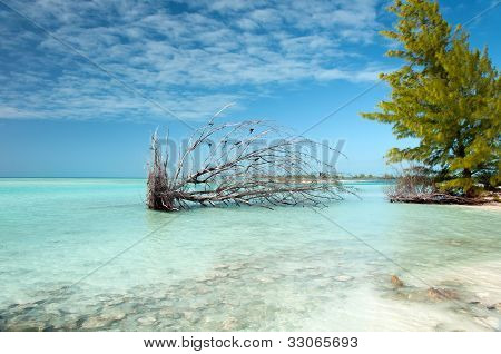 Caraibi