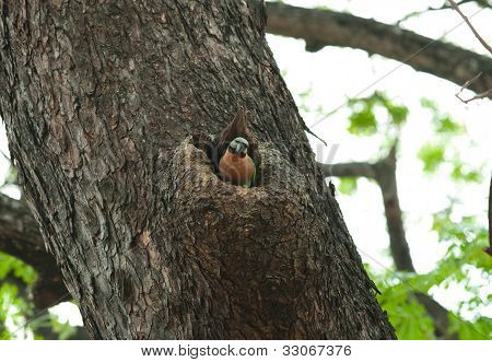Kırmızı göğüslü muhabbetkuşu