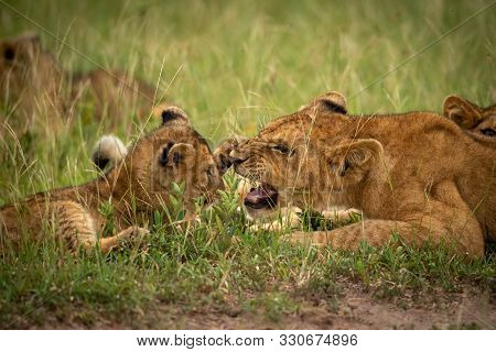 Close-up Of Lion Cub Slapping Older One