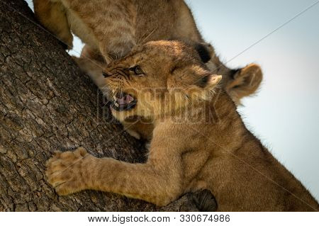 Close-up Of Lion Cub Snarling On Trunk