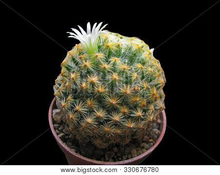 Cactus Mammillaria Shiedeana Blooms, White Flower And Buds, Closeup, Isolated On Black Background