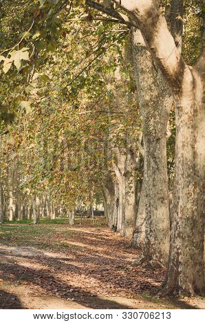 The Autumnal Foliage Of Platanus Hispanica Trees