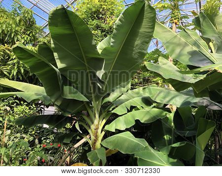 Banana Dwarf Cavendish (musa Acuminata) Or Zwerg-banane