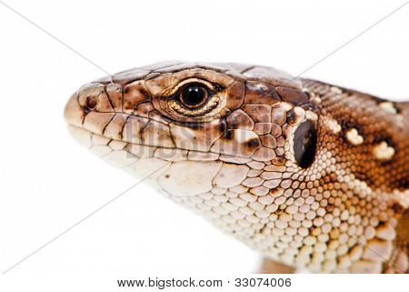 Lacerta agilis. Sand Lizard su sfondo bianco
