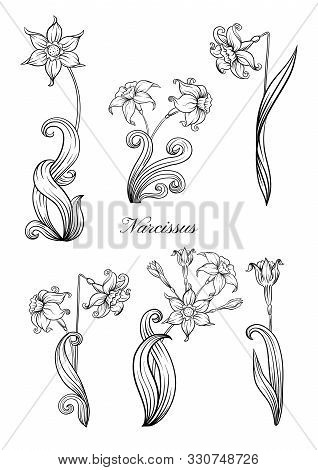 Narcissus. Set Of Elements For Design Outline Hand Drawing Vector Illustration. In Art Nouveau Style