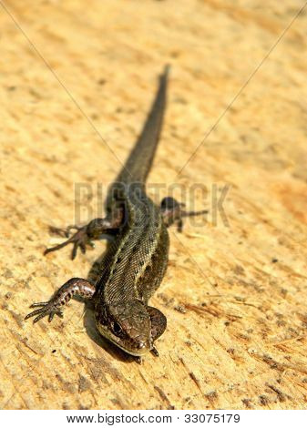 Eidechsen sind eine weit verbreitete Gruppe von Squamate Reptilien