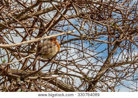 A Robin Singing Up In A Tree