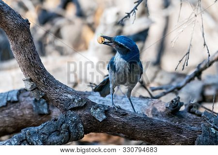 Proud Blue Scrub Jay Holds A Prized Foraged Acorn In His Beak While Awkwardly Twisting Head To Left 