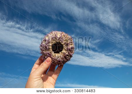 Hand Holding A Purple Sea Urchin Against Blue Sky