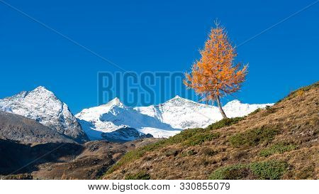 A Colorful Larch Plant Of Autumn The Mountain Nala