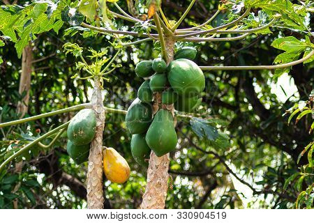 Green And Yellow Papayas Hanging From Tree