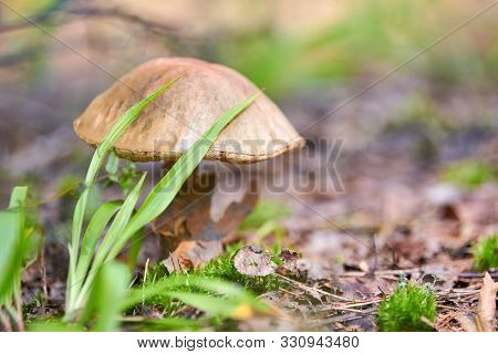 Leccinum Versipelle Mushroom In Autumn Forest. Orange Birch Bolete. Edible Healthy Meal.