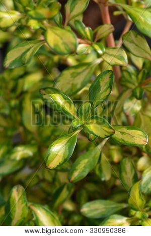 Looking-glass Plant Lemon And Lime Leaves - Latin Name - Coprosma Lemon And Lime