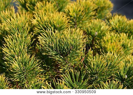 Carstens Wintergold Mountain Pine - Latin Name - Pinus Mugo Carstens Wintergold