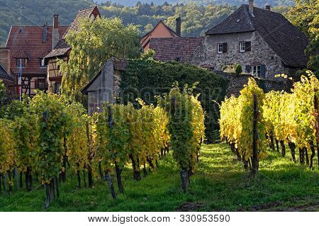 Vineyards Around The Village Of Kaysersberg. Kaysersberg Is One Of The Finest Wine-growing Areas In 
