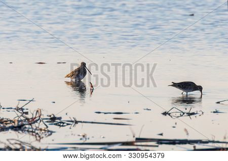 Common Snipe (gallinago Gallinago) Bird In Water