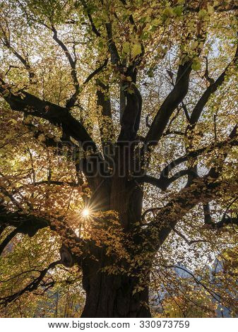 Hindenburglinde, A Famous Linden Tree, At Ramsau, South Germany, With 750 Years Of Age, In Autumn Co