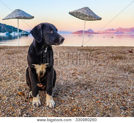 Young Dog On The Beach At Sunrise