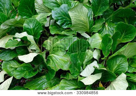 Tatsoi Is An Asian Variety Of Brassica Rapa Grown For Greens. Wet Juicy Green Leaves Close-up Backgr