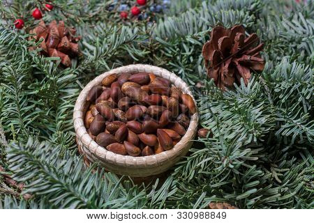 Pine Nuts In Woven Basket Surrounded By Green Fir Leaves Decorative Pine Cones And Red Toyon Seeds- 
