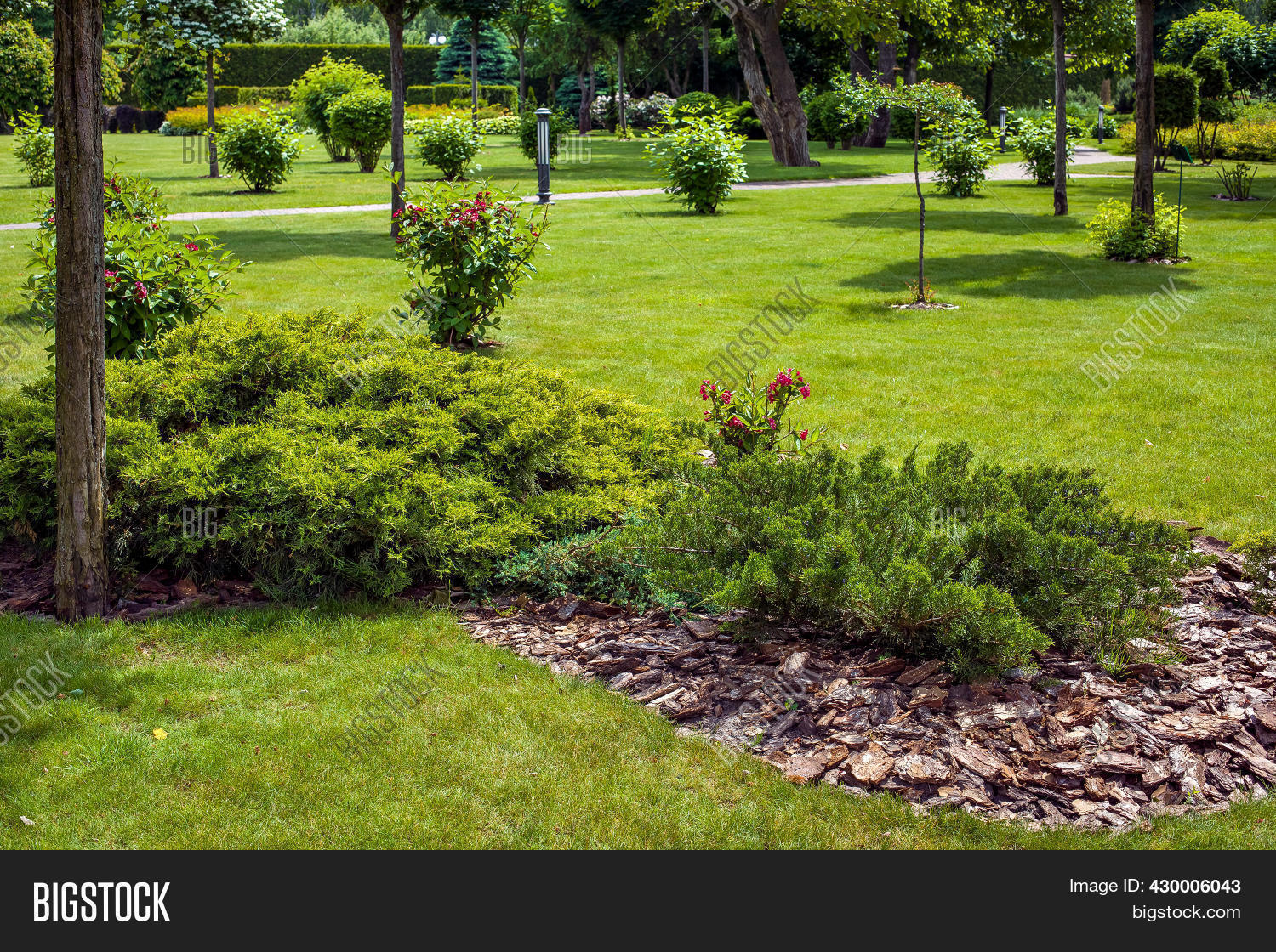 Toya Tree Evergreen Thuja Bush Image & Photo (Free Trial) | Bigstock