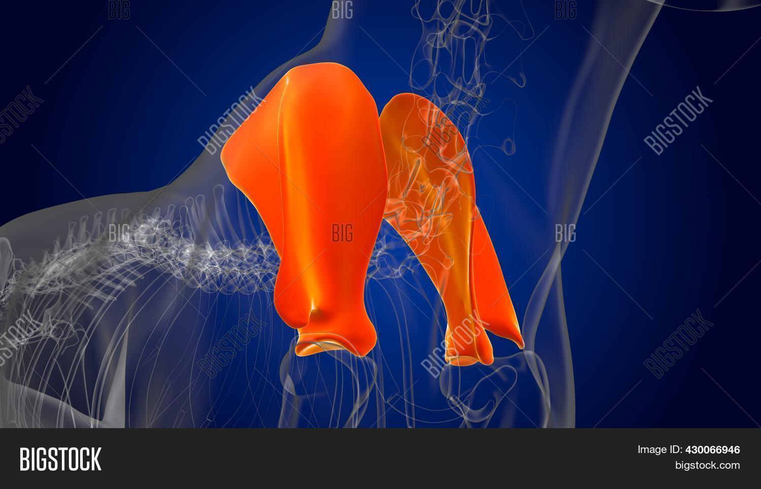 Scapula Bones Dog Image & Photo (Free Trial) Bigstock