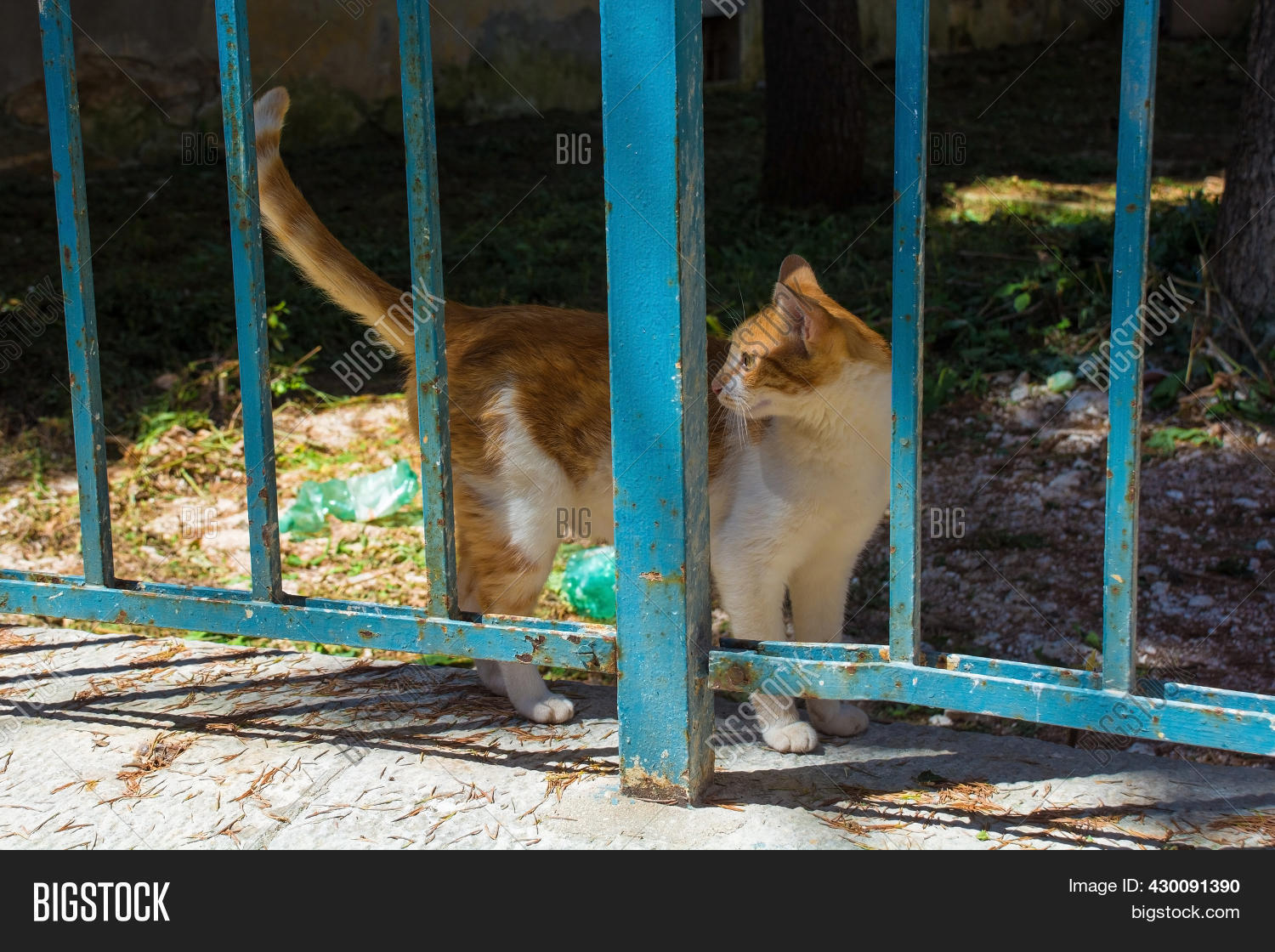 Street Cat Quiet Image & Photo (Free Trial) Bigstock