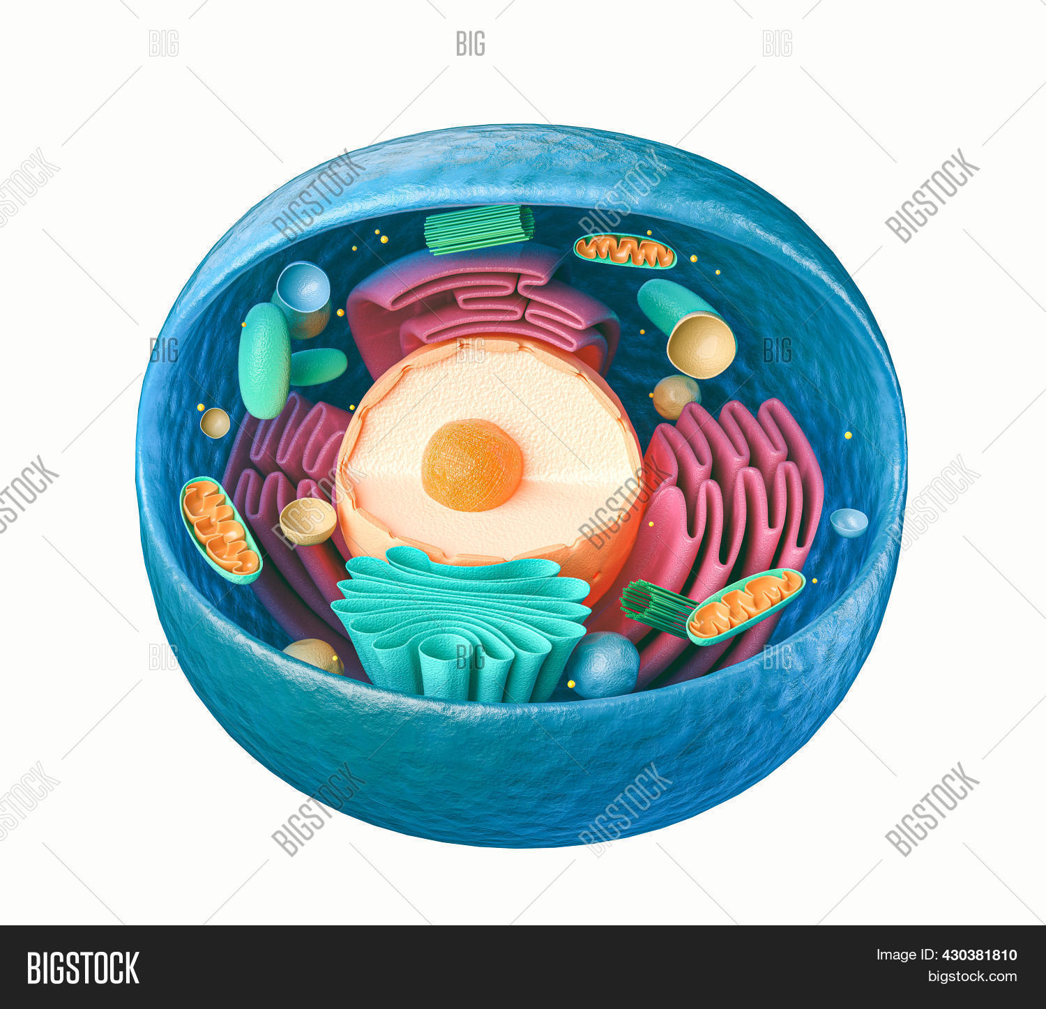 Animal Cell Computer Rendering 3d Rendering Image & Photo (Free Trial) | Bigstock