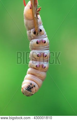 Bedstraw Hawk-moth (hyles Gallii) Caterpillar Hanging On Twig In Green Background. Selective Focus A
