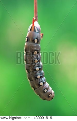 Bedstraw Hawk-moth (hyles Gallii) Caterpillar Hanging On Twig In Green Background. Selective Focus A